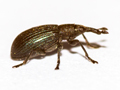 Perapion hydrolapathi